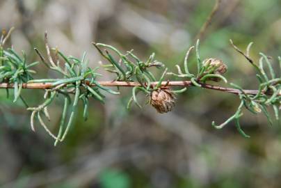 Fotografia da espécie Artemisia campestris subesp. glutinosa