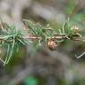 Fotografia 5 da espécie Artemisia campestris subesp. glutinosa do Jardim Botânico UTAD