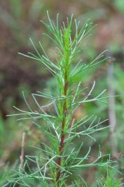 Fotografia da espécie Artemisia campestris subesp. glutinosa