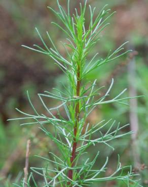 Fotografia 6 da espécie Artemisia campestris subesp. glutinosa no Jardim Botânico UTAD