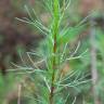 Fotografia 6 da espécie Artemisia campestris subesp. glutinosa do Jardim Botânico UTAD