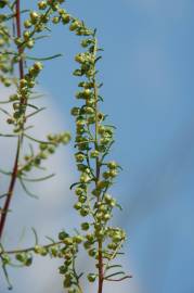 Fotografia da espécie Artemisia campestris subesp. glutinosa