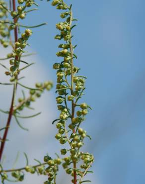 Fotografia 7 da espécie Artemisia campestris subesp. glutinosa no Jardim Botânico UTAD