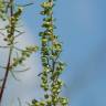 Fotografia 7 da espécie Artemisia campestris subesp. glutinosa do Jardim Botânico UTAD