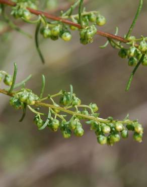 Fotografia 8 da espécie Artemisia campestris subesp. glutinosa no Jardim Botânico UTAD