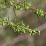 Fotografia 8 da espécie Artemisia campestris subesp. glutinosa do Jardim Botânico UTAD