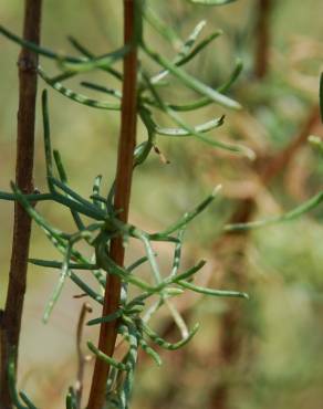Fotografia 9 da espécie Artemisia campestris subesp. glutinosa no Jardim Botânico UTAD