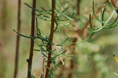 Fotografia da espécie Artemisia campestris subesp. glutinosa