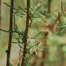 Fotografia 9 da espécie Artemisia campestris subesp. glutinosa do Jardim Botânico UTAD