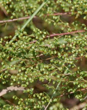 Fotografia 10 da espécie Artemisia campestris subesp. glutinosa no Jardim Botânico UTAD