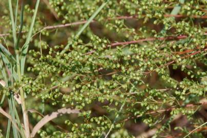 Fotografia da espécie Artemisia campestris subesp. glutinosa