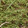 Fotografia 10 da espécie Artemisia campestris subesp. glutinosa do Jardim Botânico UTAD
