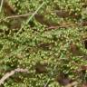 Fotografia 10 da espécie Artemisia campestris subesp. glutinosa do Jardim Botânico UTAD