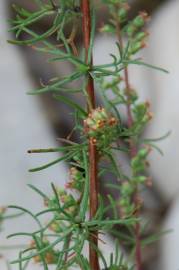 Fotografia da espécie Artemisia campestris subesp. glutinosa