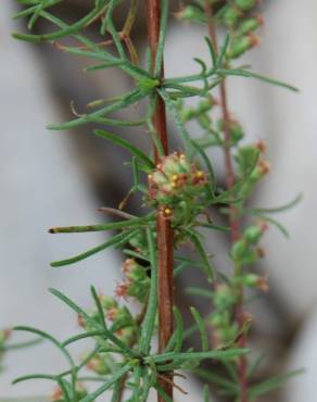 Fotografia 11 da espécie Artemisia campestris subesp. glutinosa no Jardim Botânico UTAD