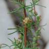 Fotografia 11 da espécie Artemisia campestris subesp. glutinosa do Jardim Botânico UTAD