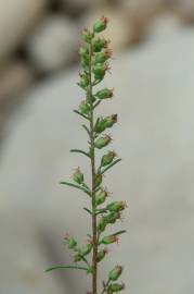 Fotografia da espécie Artemisia campestris subesp. glutinosa