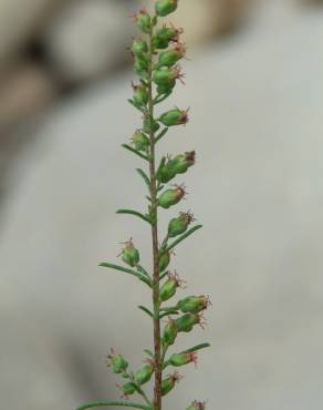 Fotografia 12 da espécie Artemisia campestris subesp. glutinosa no Jardim Botânico UTAD