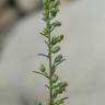 Fotografia 12 da espécie Artemisia campestris subesp. glutinosa do Jardim Botânico UTAD