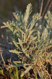 Fotografia da espécie Artemisia caerulescens subesp. caerulescens