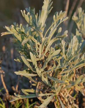 Fotografia 2 da espécie Artemisia caerulescens subesp. caerulescens no Jardim Botânico UTAD