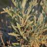 Fotografia 2 da espécie Artemisia caerulescens subesp. caerulescens do Jardim Botânico UTAD