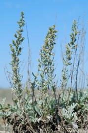 Fotografia da espécie Artemisia caerulescens subesp. caerulescens