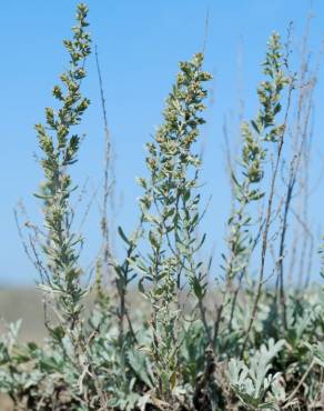 Fotografia 3 da espécie Artemisia caerulescens subesp. caerulescens no Jardim Botânico UTAD