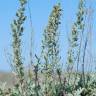 Fotografia 3 da espécie Artemisia caerulescens subesp. caerulescens do Jardim Botânico UTAD