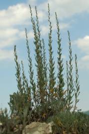 Fotografia da espécie Artemisia caerulescens subesp. caerulescens