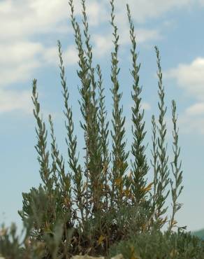 Fotografia 4 da espécie Artemisia caerulescens subesp. caerulescens no Jardim Botânico UTAD
