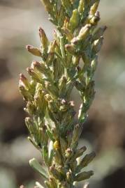 Fotografia da espécie Artemisia caerulescens subesp. caerulescens