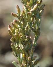 Fotografia da espécie Artemisia caerulescens