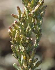 Artemisia caerulescens subesp. caerulescens