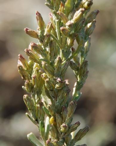 Fotografia de capa Artemisia caerulescens subesp. caerulescens - do Jardim Botânico