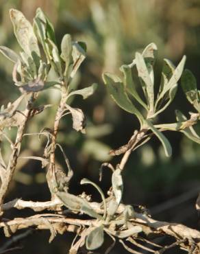 Fotografia 5 da espécie Artemisia caerulescens subesp. caerulescens no Jardim Botânico UTAD