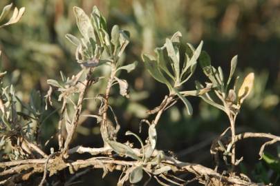 Fotografia da espécie Artemisia caerulescens subesp. caerulescens