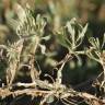 Fotografia 5 da espécie Artemisia caerulescens subesp. caerulescens do Jardim Botânico UTAD