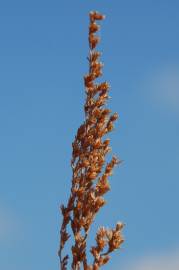 Fotografia da espécie Artemisia caerulescens subesp. caerulescens