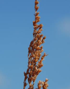 Fotografia 6 da espécie Artemisia caerulescens subesp. caerulescens no Jardim Botânico UTAD