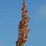 Fotografia 6 da espécie Artemisia caerulescens subesp. caerulescens do Jardim Botânico UTAD
