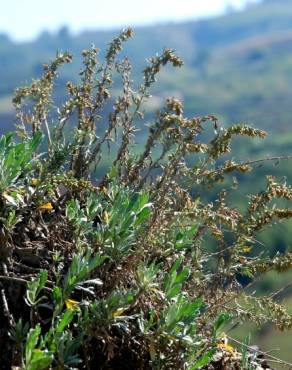 Fotografia 7 da espécie Artemisia caerulescens subesp. caerulescens no Jardim Botânico UTAD