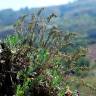Fotografia 7 da espécie Artemisia caerulescens subesp. caerulescens do Jardim Botânico UTAD