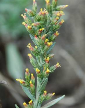 Fotografia 8 da espécie Artemisia caerulescens subesp. caerulescens no Jardim Botânico UTAD