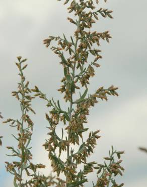 Fotografia 9 da espécie Artemisia caerulescens subesp. caerulescens no Jardim Botânico UTAD