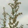 Fotografia 9 da espécie Artemisia caerulescens subesp. caerulescens do Jardim Botânico UTAD