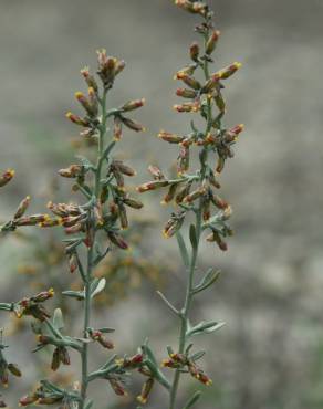 Fotografia 10 da espécie Artemisia caerulescens subesp. caerulescens no Jardim Botânico UTAD