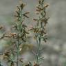 Fotografia 10 da espécie Artemisia caerulescens subesp. caerulescens do Jardim Botânico UTAD