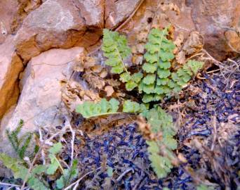 Fotografia da espécie Asplenium petrarchae subesp. petrarchae