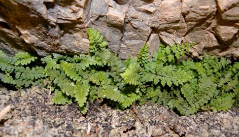Fotografia da espécie Asplenium petrarchae subesp. petrarchae